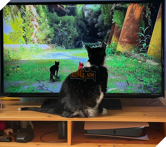 mèo cũng mê mẩn game stray