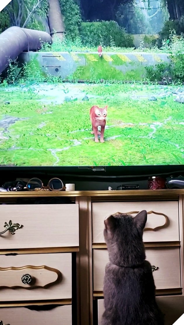 mèo cũng mê mẩn game stray