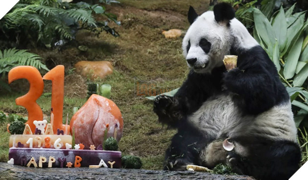 Gấu trúc có tuổi đời lớn nhất thế giới đã qua đời ở tuổi 35 