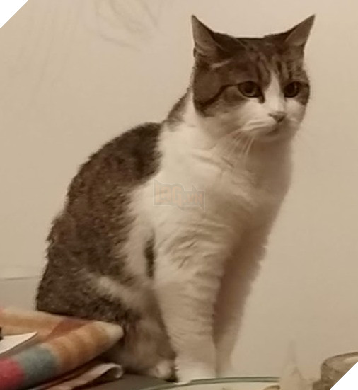 Chơi game về Hoàng Thượng, một con Sen mod luôn Hoàng Thượng ngoài đời vào 3