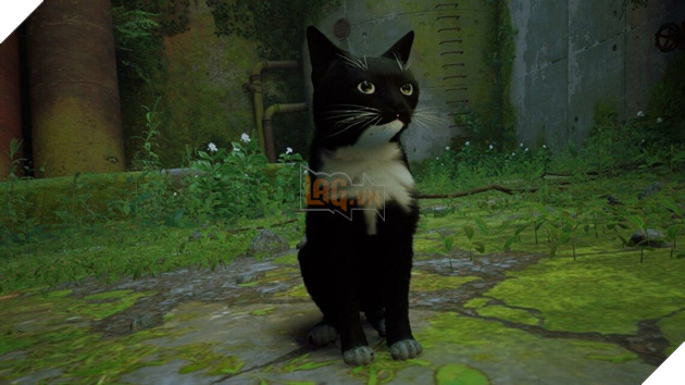 Stray: Modder tạo ra một dịch vụ để đưa con mèo của bạn đến với trò chơi 2