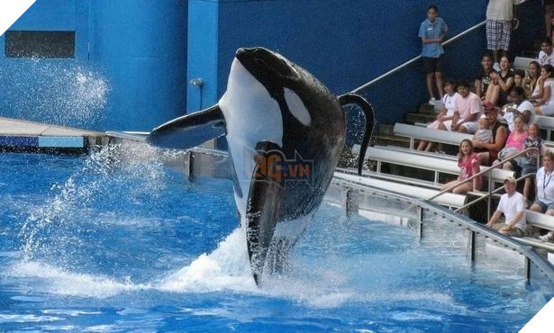 Đâu là loài vật Có đầu ở dưới nước, đuôi ở trên rừng ? 3