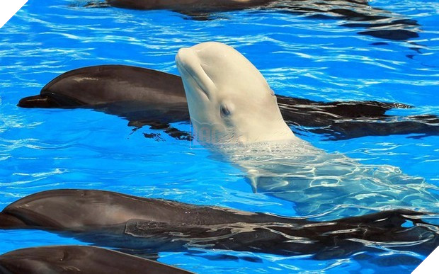 Đâu là loài vật Có đầu ở dưới nước, đuôi ở trên rừng ? 2