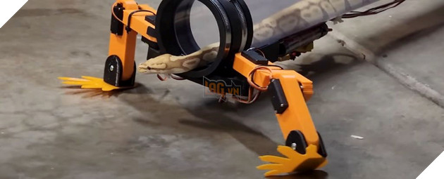 Thiết bị mới giúp loài rắn "tiến hoá ngược", có thể đi lại bằng chân như thằn lằn 