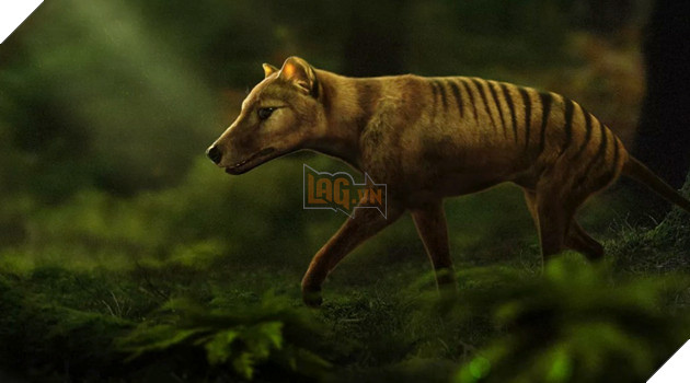 Các nhà khoa học bắt tay vào việc hồi sinh loài hổ Tasmania đã từng bị tuyệt chủng gần 1 thập kỷ