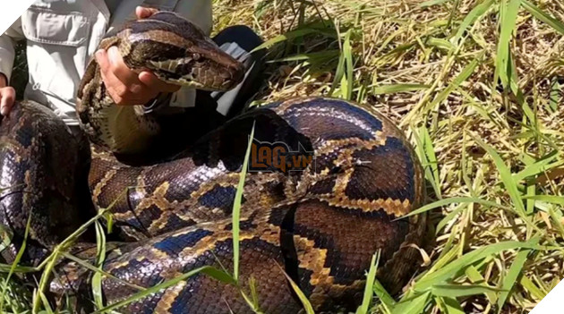 Nghiên cứu mới cho thấy rắn hổ mang nước có thể nuốt trọn trăn Miến Điện