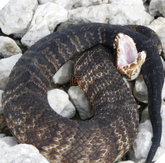 Nghiên cứu mới cho thấy rắn hổ mang nước có thể nuốt trọn trăn Miến Điện 3