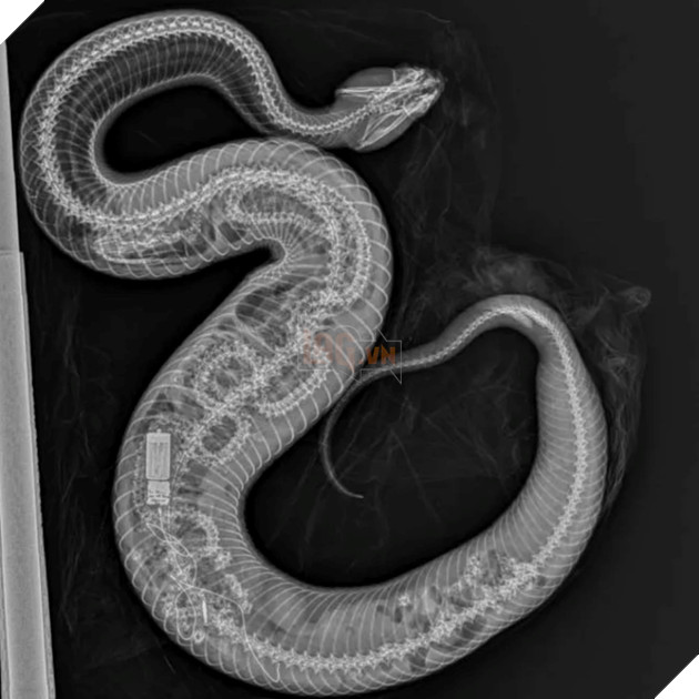 Nghiên cứu mới cho thấy rắn hổ mang nước có thể nuốt trọn trăn Miến Điện 2