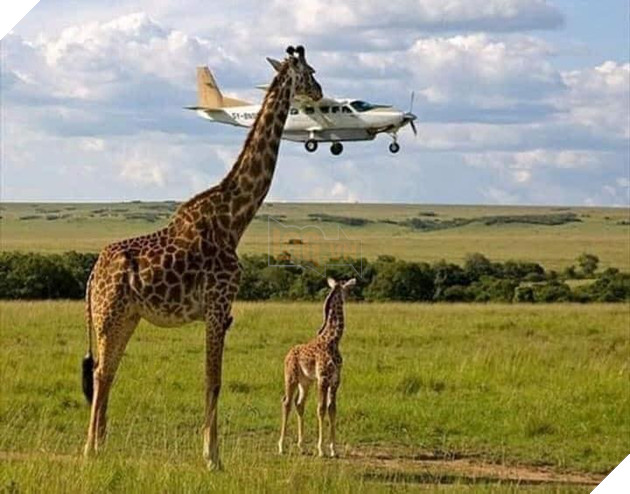 Loạt ảnh được chụp ngẫu nhiên nhưng hoàn hảo như bước ra từ phim có thể bạn chưa biết Phần 1  6