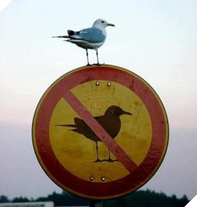 Loạt ảnh được chụp ngẫu nhiên nhưng hoàn hảo như bước ra từ phim có thể bạn chưa biết Phần 2 