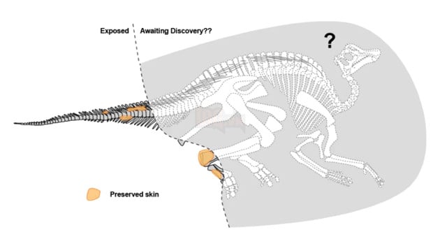 Discovered a 75-million-year-old dinosaur carcass, with scales, skin and organs intact in the UK