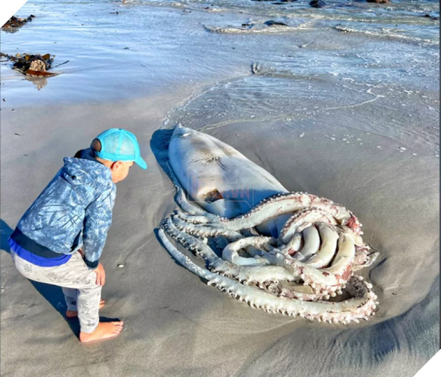 Cận cảnh mực khổng lồ dài 4 mét, trôi dạt vào bờ biển New Zealand 