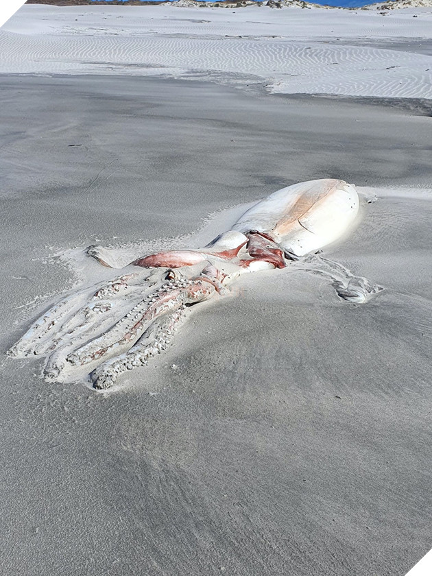 Cận cảnh mực khổng lồ dài 4 mét, trôi dạt vào bờ biển New Zealand 