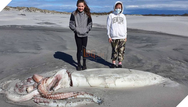 Cận cảnh mực khổng lồ dài 4 mét, trôi dạt vào bờ biển New Zealand 