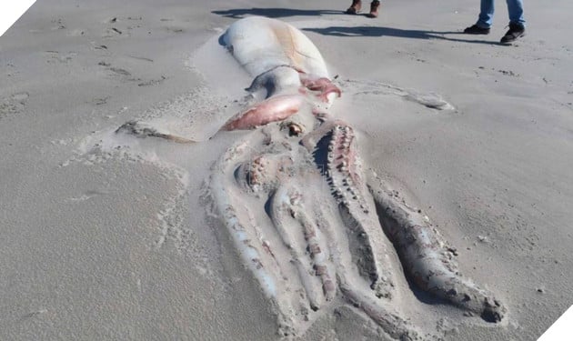 Cận cảnh mực khổng lồ dài 4 mét, trôi dạt vào bờ biển New Zealand 