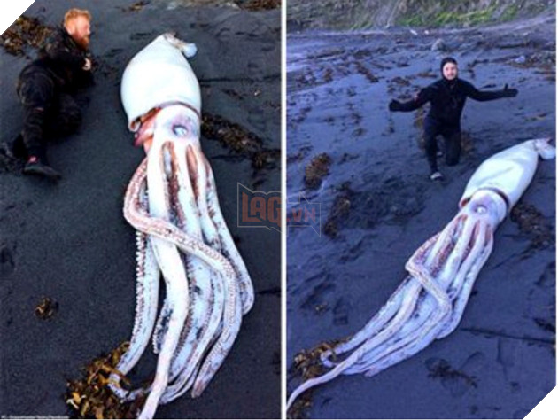 Cận cảnh mực khổng lồ dài 4 mét, trôi dạt vào bờ biển New Zealand 
