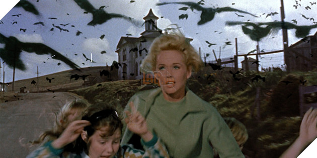 the birds