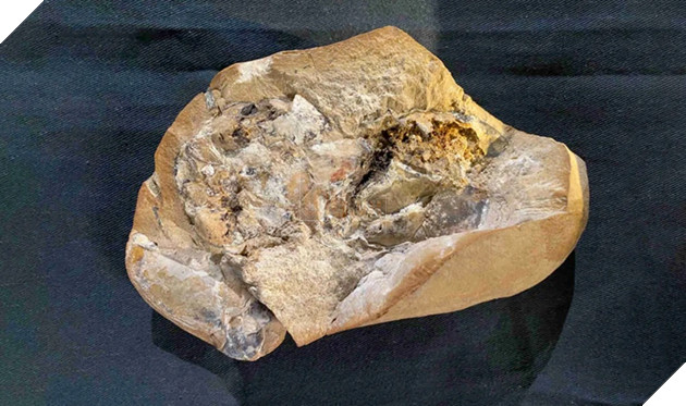 Trái tim "thuỷ quái" được bảo quản nguyên vẹn sau 380 năm 