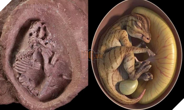 Trứng khủng long mỏ vịt còn nguyên phôi thai được tìm thấy tại Trung Quốc