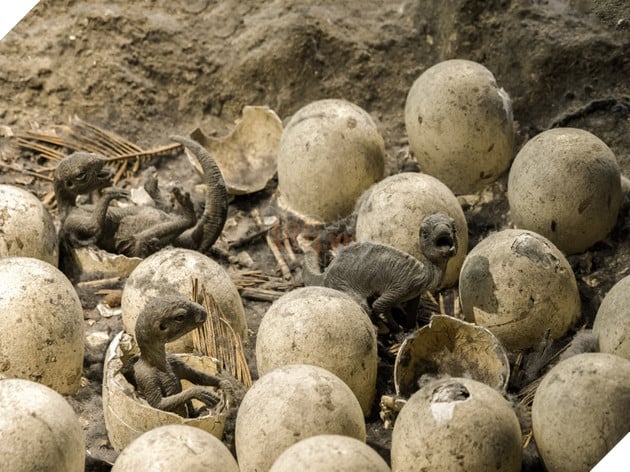 Trứng khủng long mỏ vịt còn nguyên phôi thai được tìm thấy tại Trung Quốc