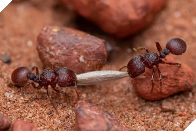 How many ants are living on Earth?  Here is the answer for you