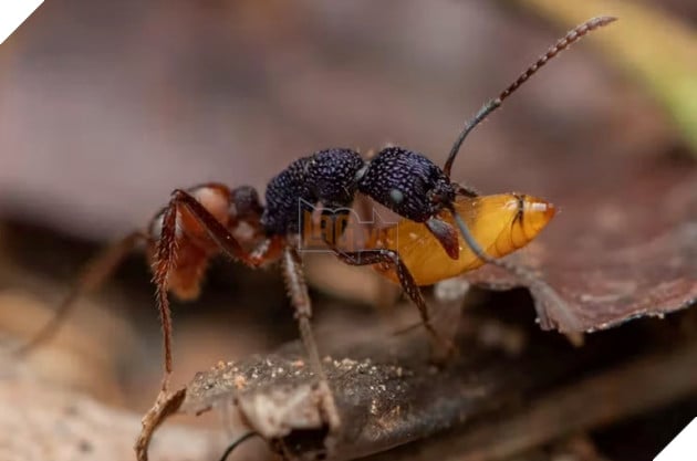 Có bao nhiêu loài kiến ​​đang sống trên Trái đất?  Đây là câu trả lời cho bạn