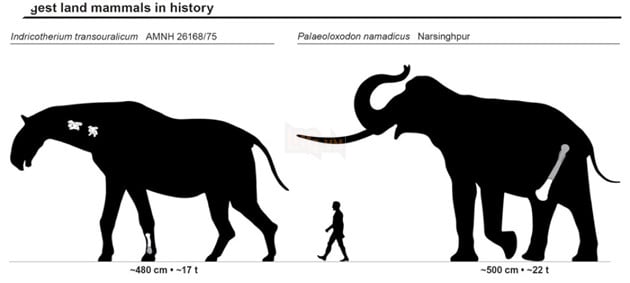Cặp ngà của một con voi khổng lồ 500.000 năm tuổi được tìm thấy ở miền nam Israel