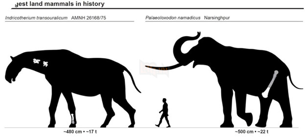 The tusks of a 500,000-year-old giant elephant found in southern Israel