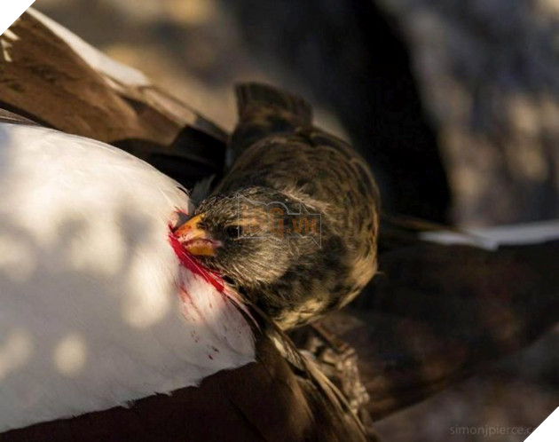 The secret of the vampire sparrow "bloodthirsty" on the island of Galapagos
