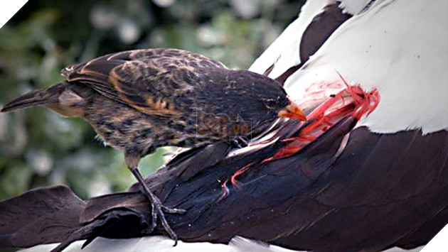 The secret of the vampire sparrow "bloodthirsty" on the island of Galapagos