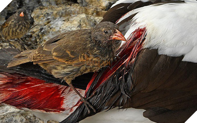 The secret of the vampire sparrow "bloodthirsty" on the island of Galapagos