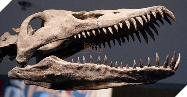 Unearth the bones of the "crocodile jaw" sea monster in Wyoming, USA 