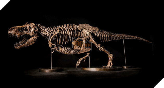 Bộ xương hoàn chỉnh khủng long bạo chúa nhất được bán đấu giá 25 triệu USD