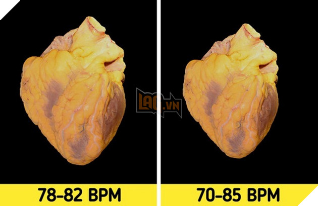 những điều thú vị về cơ thể con người