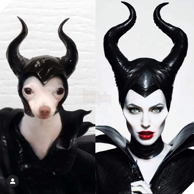 Cười bò trước loạt ảnh cosplay nhân vật nổi tiếng của cô bạn bốn chân Phần 1  3