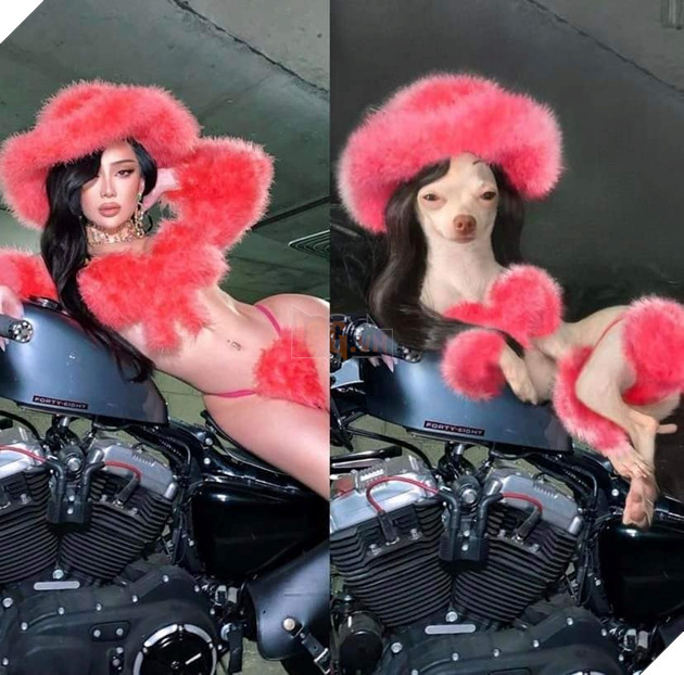 Cười bò trước loạt ảnh cosplay nhân vật nổi tiếng của cô bạn bốn chân Phần 2  5