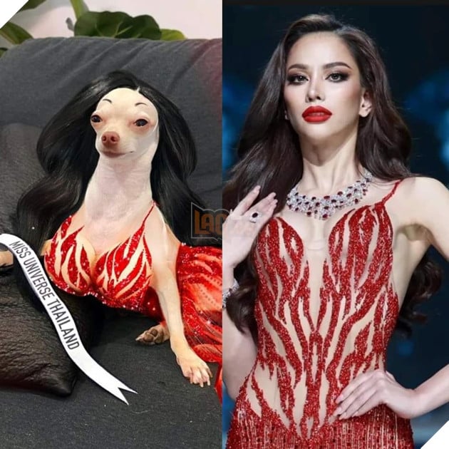 Cười bò trước loạt ảnh cosplay nhân vật nổi tiếng của cô bạn bốn chân Phần 2  2