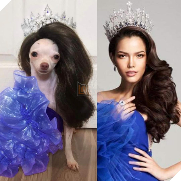 Cười bò trước loạt ảnh cosplay nhân vật nổi tiếng của cô bạn bốn chân Phần 2  7
