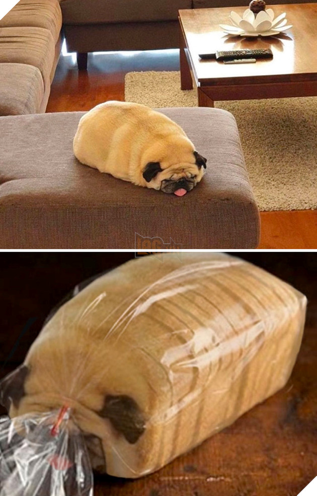 Cười té ghế với loạt ảnh 'chế' hài hước, bựa nhất quả đất  23