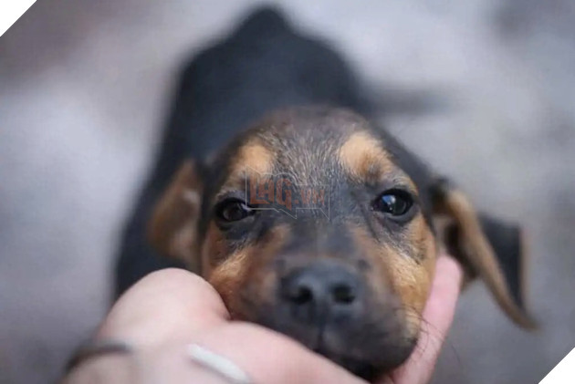 Hành động vuốt ve, âu yếm loài chó có tác dụng giải toả căng thẳng và chữa bệnh trầm cảm