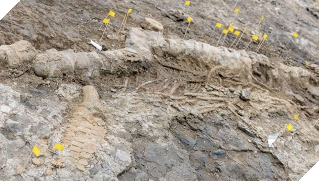 Hoá thạch "Rồng biển" khổng lồ 180 triệu năm tuổi được tìm thấy tại Vương quốc Anh