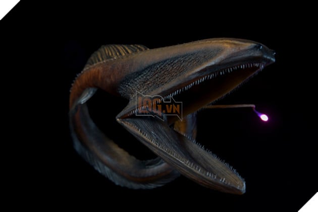 Loài cá "dị dạng" có thể nuốt con mồi lớn hơn mình nhờ chiếc "miệng siêu to khổng lồ"