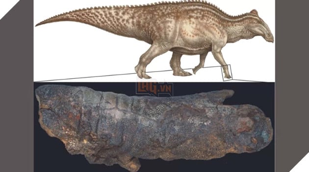 Dinosaur mummy found, skin still iridescent after 67 million years of burial