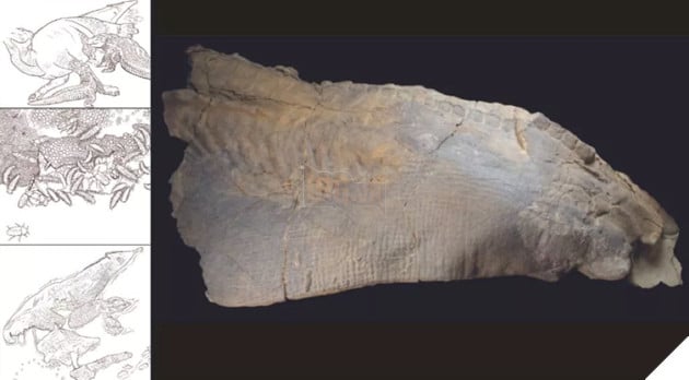 Dinosaur mummy with iridescent skin found after 67 million years of burial