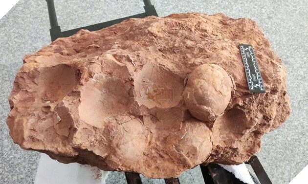 70 million-year-old dinosaur egg fossils found in China