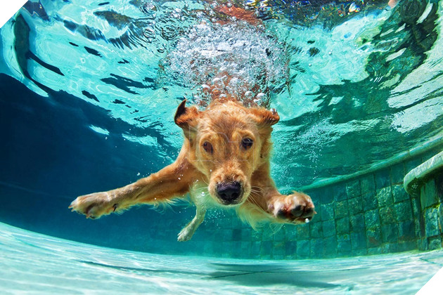 câu chuyện chú chó đẩy trẻ em xuống sông và cứu chúng để được thưởng thịt bò