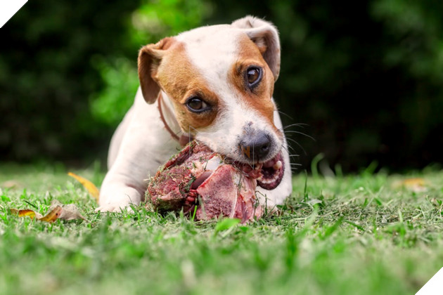 câu chuyện chú chó đẩy trẻ em xuống sông và cứu chúng để được thưởng thịt bò