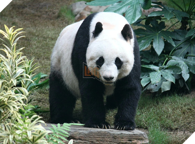 Điểm mặt 3 loài vật cứ ngỡ hiền lành nhưng lại hung dữ hết phần thiên hạ