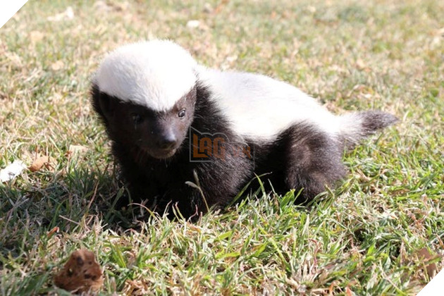 Điểm mặt 3 loài vật cứ ngỡ hiền lành nhưng lại hung dữ hết phần thiên hạ