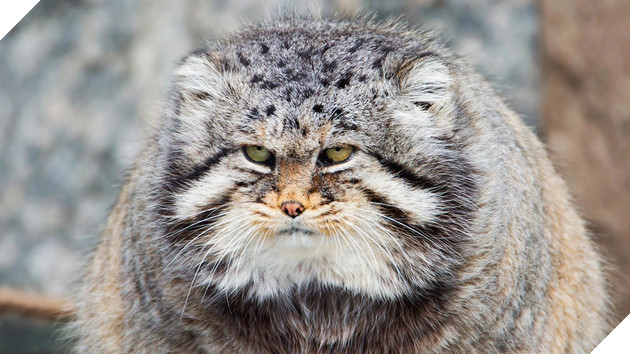 Điểm mặt 3 loài vật cứ ngỡ hiền lành nhưng lại hung dữ hết phần thiên hạ